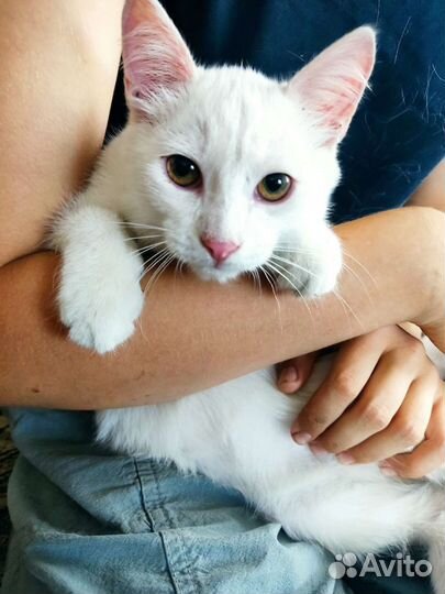 Турецкая ангора