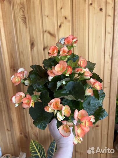 Бегония элатиор