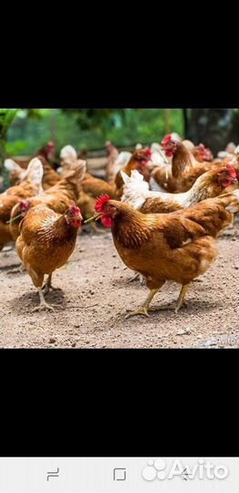 Куры несушки