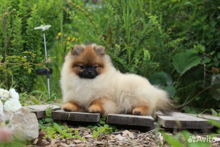 Померанский шпиц медвежьего типа