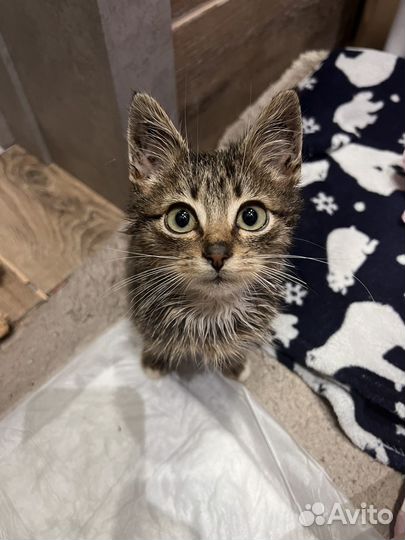 Котята в добрые руки бесплатно