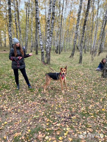 Собака из приюта