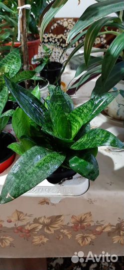 Сансевиерия