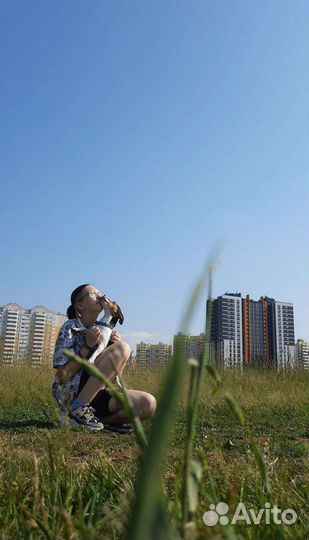 Выгул собак