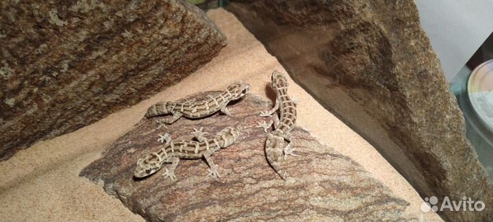 Гадюковый геккон