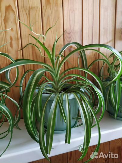 Хлорофитум кудрявый Бонни