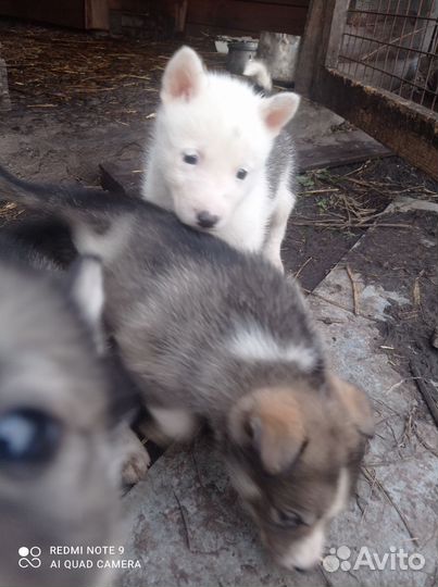 Щенки западно сибирской лайки