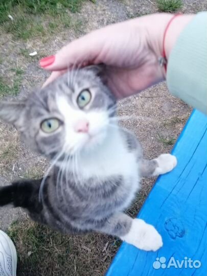 Кошка в дар