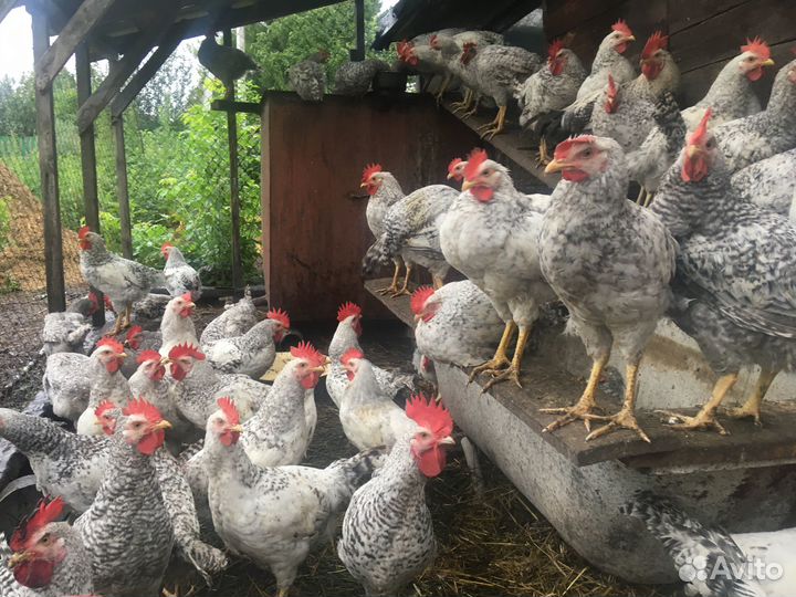 Петушки Борковская Барвистая (Леггорн серебристый)