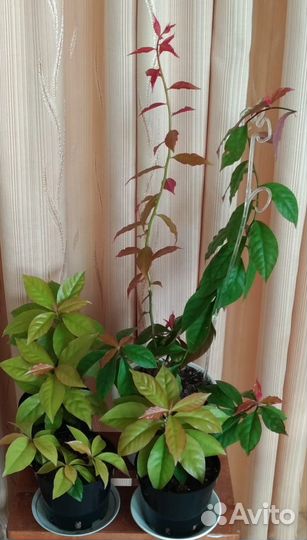 Комнатные цветы