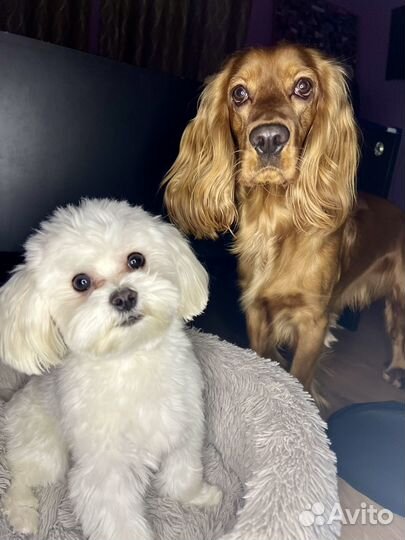 Передержка/Зооняня/Догситтер