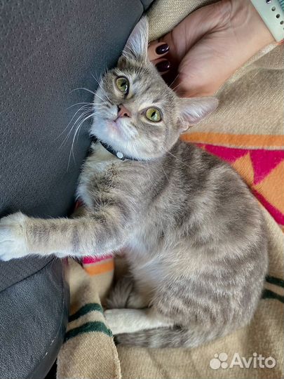 Ласковая котенок девочка ищет хозяев
