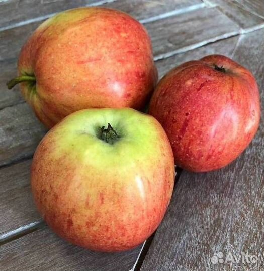 Саженцы яблони Штрифель