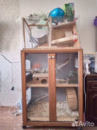 Белки дегу с витриной