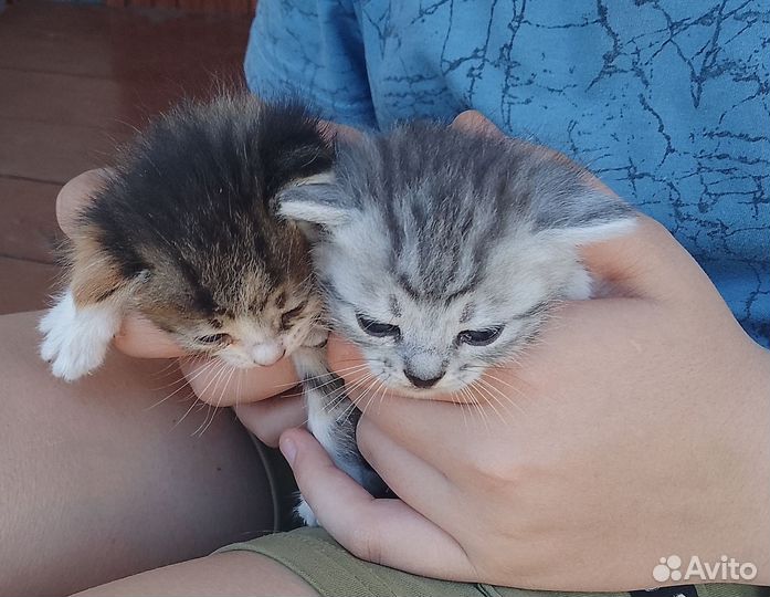 Котята в добрые руки