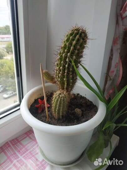 Цветы в ассортименте