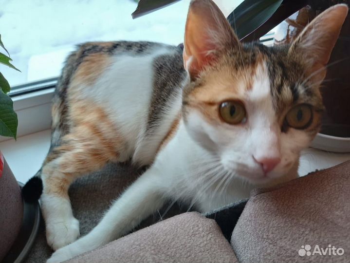 Стерилизованная 3-цветн. кошечка, 1 г, в хор. руки