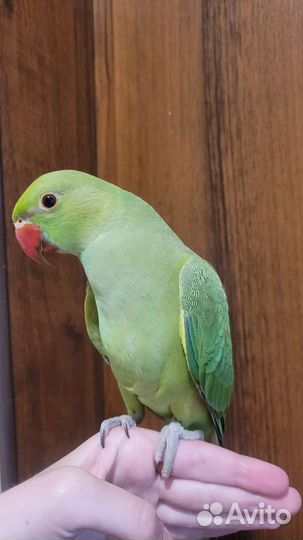 Ожереловый попугай