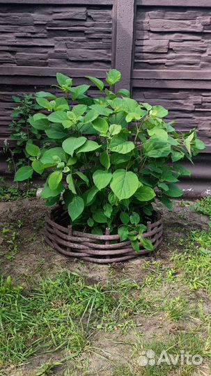 Полимерная лоза