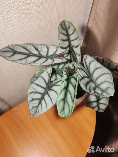 Алоказия сильвер драгон