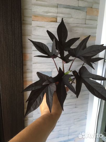 Ипомея батат