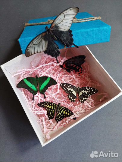 Франшиза Салюты из Живых Тропических Бабочек 2248