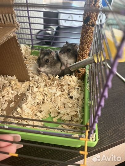 Джунгарский хомяк