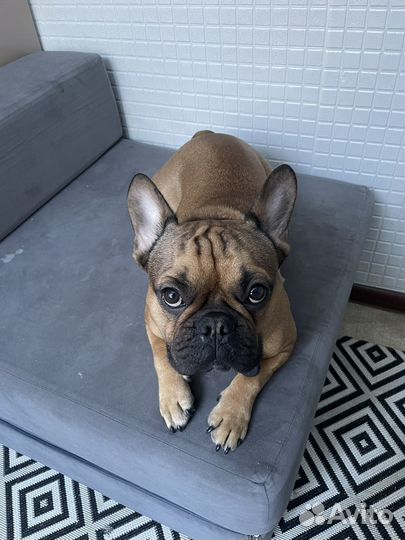 Французский бульдог