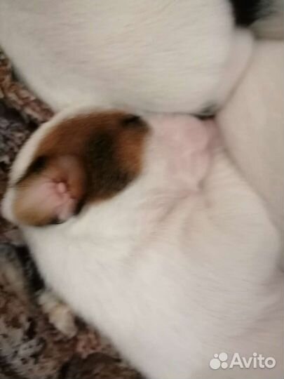 Джек Рассел терьер