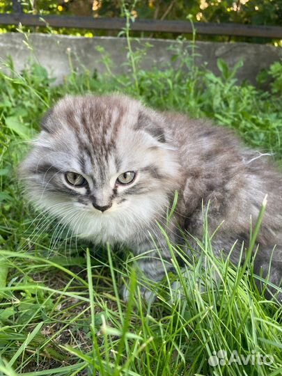 Шотландские котята