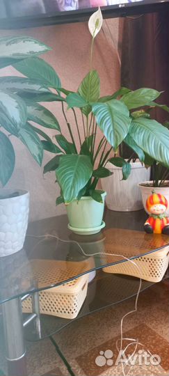 Комнатные растения цветы большие