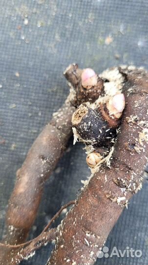 Пион The Fawn (Зе Фаун)