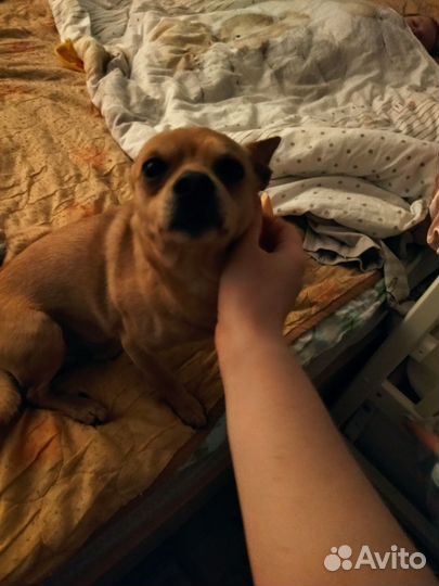 Отдам в добрые руки