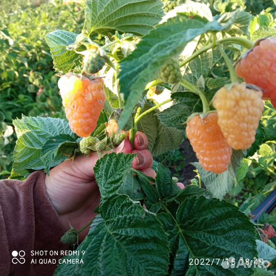 Саженцы малины ремонтантной, клубники, смородины