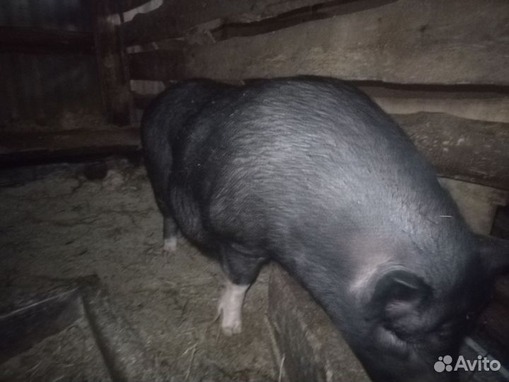 Вьетнамская вислобрюхая свиноматка