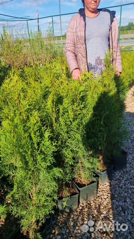 Туя смарагд купить