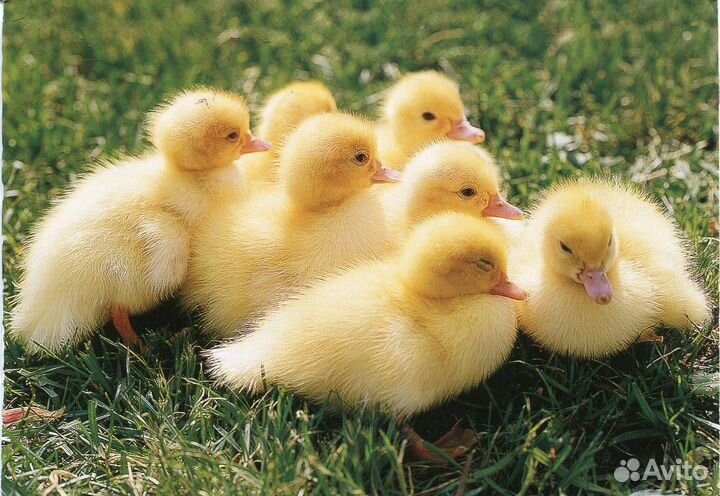 Утки Утята SK 6 бройлерные, суточные, подростки