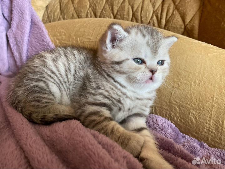 Девчуша-очаровашка