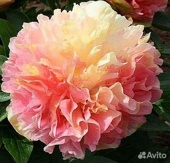 Пион Лойс Чойз