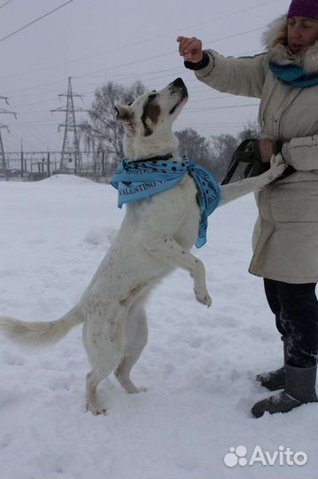 Собака в добрые руки