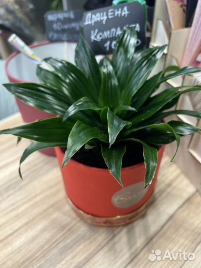 Студия цветов и декора