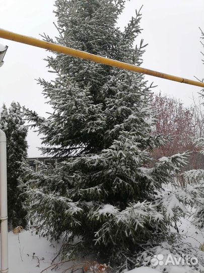 Ель новогодняя живая