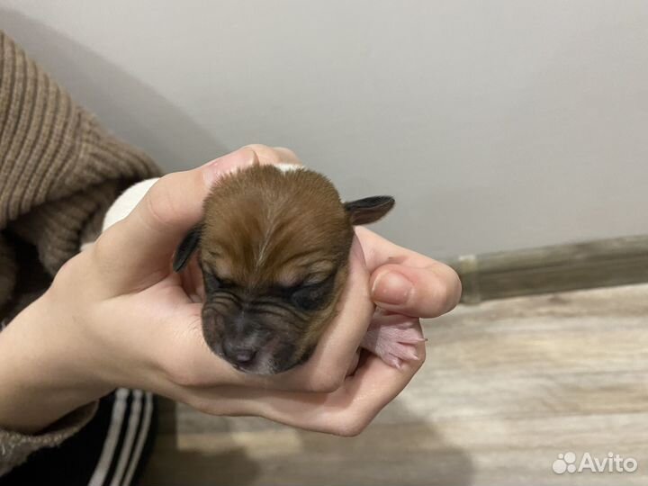 Щенки Джек рассел терьер