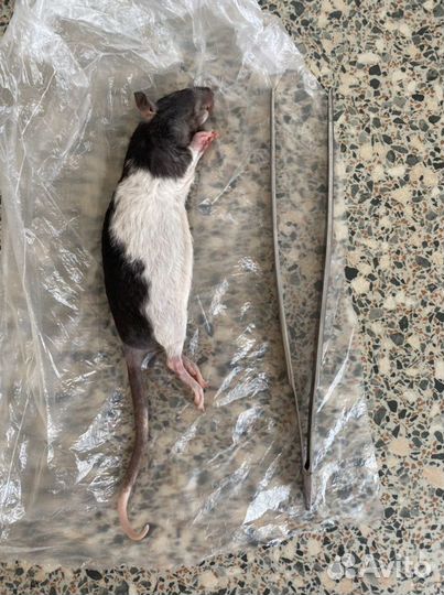 Крысы кормовые