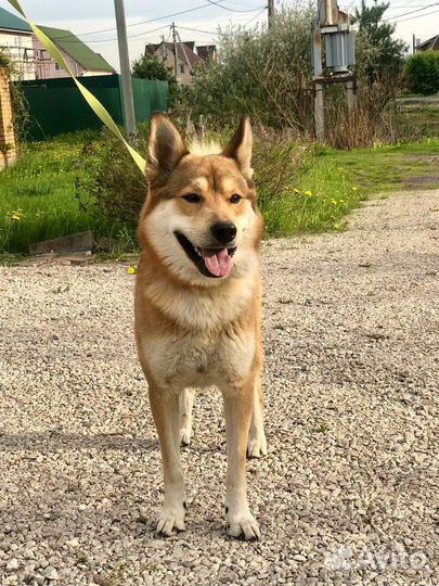 Красавец Джей метис лайки 1,5 года ищет дом