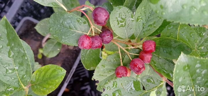 Саженцы черноплодной рябины