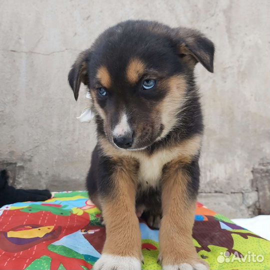 Щенок в добрые руки бесплатно