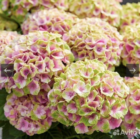 Гортензия меджик Кристал
