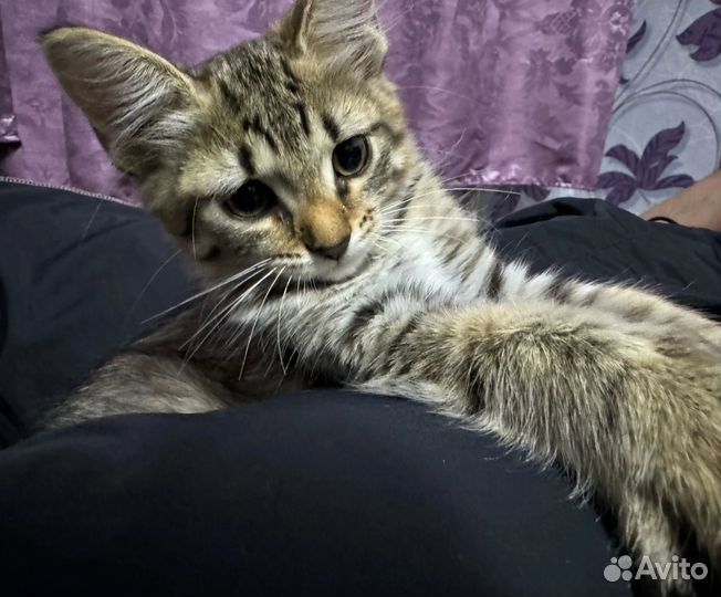 Крутой котенок В дар