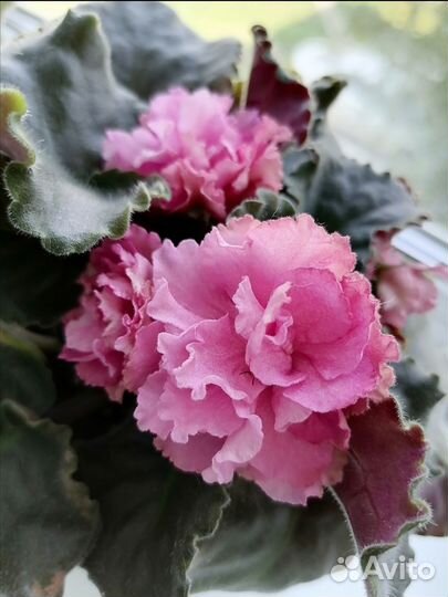 Фиалка (цветы)